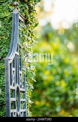 La parte superiore di una porta d'ingresso in ferro nero si apre in un giardino con pareti coperte di verde Foto Stock