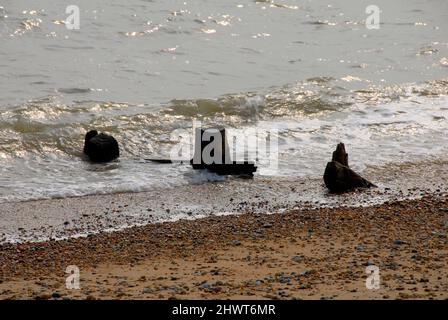 Resti di un frangiflutti sulla costa nel Sussex orientale, Inghilterra Foto Stock