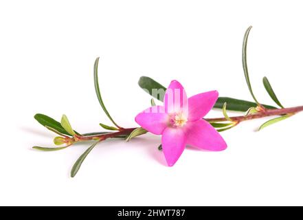 Rametto rosa di fiori di cera isolato su sfondo bianco Foto Stock