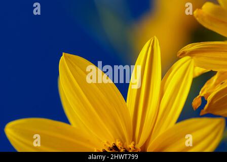 Daisy selvatico (crisanthemum coronarium) da vicino nella campagna della Sardegna Foto Stock