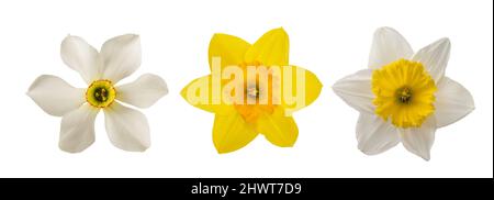 Giallo e bianco Daffodils fiori isolati su sfondo bianco Foto Stock