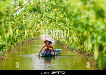 Vietnamita Old Man Harvesting un grande gourd amaro o cetriolo amaro appeso cresciuto su recinto di legno in una fattoria al sole. Foto di sfondo verde Foto Stock