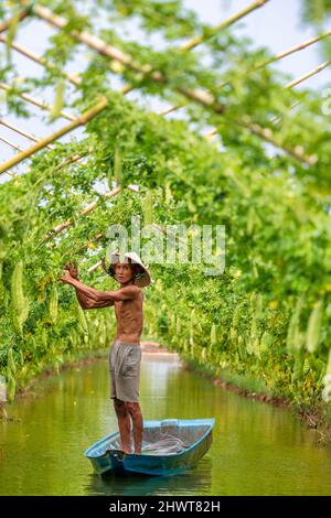 Vietnamita Old Man Harvesting un grande gourd amaro o cetriolo amaro appeso cresciuto su recinto di legno in una fattoria al sole. Foto di sfondo verde Foto Stock