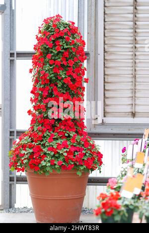 impatiens in vaso, nome scientifico Impatiens walleriana fiori chiamato anche Balsam, letto di fiori in rosso Foto Stock
