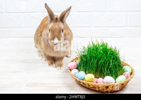 Coniglio rosso soffice con uova di Pasqua colorate vicino all'erba verde primo piano sullo sfondo di un muro di mattoni bianchi. Posiziona per testo. Foto Stock