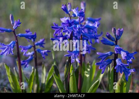 Fiore di giacinto blu, spazio di copia per il testo. Acquisto di piante e fiori per il giardinaggio domestico. Foto Stock