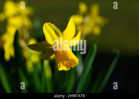 Naffodil giallo appeso in primavera in un giardino Foto Stock