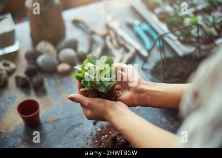 Fiorista esperto che prepara una pianta succulenta per piantare Foto Stock