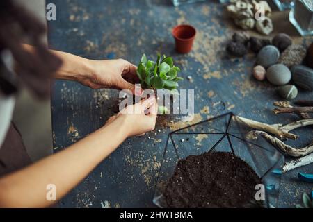 Con esperienza nella preparazione di un giovane succulente per piantare nel florarium Foto Stock