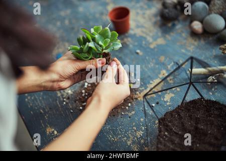 Decoratore floreale che prepara l'echeveria subrigida per piantare nel terrarium Foto Stock