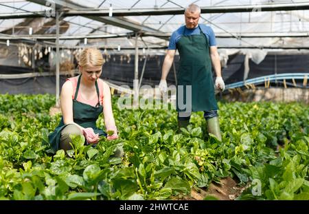 Uomo e donna giardinieri che lavorano con germogli di spinaci Malabar in hobhouse Foto Stock