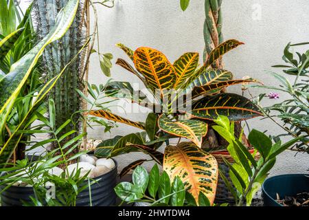 Insieme di piante decorative, compreso il croston petra, lo zamioculca, la sansevieria, la palma, olivo e una pachira aquatica Foto Stock