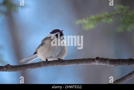 Un chickadee appollaiato nero Foto Stock