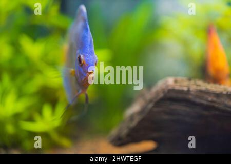 Bella vista di blu diamante discus acquario pesce. Concetto di hobby. Svezia. Foto Stock