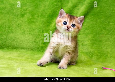 Un piccolo gattino con le nappine sulle orecchie si siede su uno sfondo verde, un gattino britannico di colore dorato Foto Stock