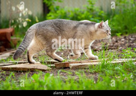 Un gatto britannico grigio e bianco cammina in un giardino estivo tra erba verde. Foto Stock