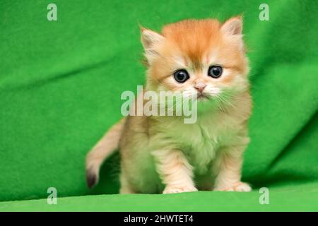 Piccolo gattino rosso britannico che fissa la fotocamera in piedi su uno sfondo verde Foto Stock