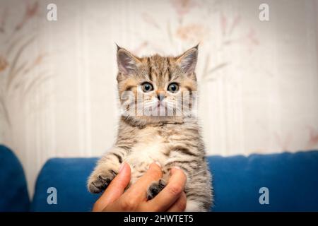 Un piccolo bel gattino britannico nelle mani della hostess close-up, il gattino sembra una lynx a causa delle nappe sulle orecchie. Foto Stock