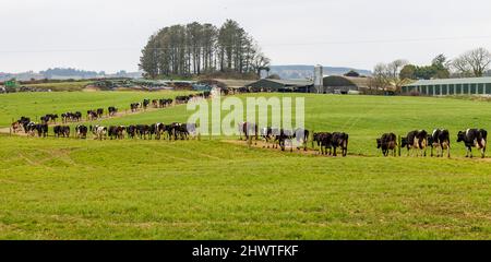 Mandria di vacche Friesiane che vengono mungute in Irish Dairy Farm Foto Stock