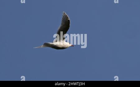 Gull Mediterraneo (Larus melanocephalus) adulto in volo Eccles-on-Sea, Norfolk, Regno Unito Settembre Foto Stock