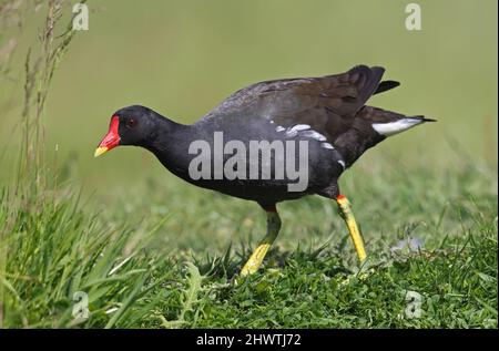 Comune Moorhen (Gallinula chloropus chloropus) adulto che cammina sull'erba Eccles-on-Sea, Norfolk, Regno Unito Giugno Foto Stock