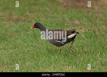 Comune Moorhen (Gallinula chloropus chloropus) adulto che corre su erba Eccles-on-Sea, Norfolk, Regno Unito Marzo Foto Stock