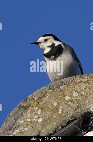 Pied Wagtail (Motacilla alba yarrellii) adulto arroccato sul tetto della casa Eccles-on-Sea, Norfolk, Regno Unito Novembre Foto Stock