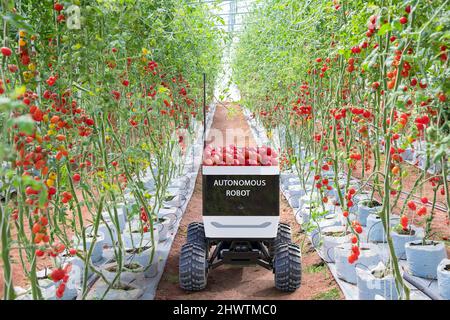 Robot autonomo per mini camion per la raccolta di pomodori in giardino agricolo, tecnologia futura con intelligente concetto di agricoltura Foto Stock