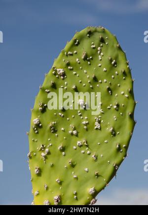 Tampone di Prickly pera Opuntia maxima infettata dal messicano cocineale Dactilopyus opuntiae. Las Tricias. Garafia. La Palma. Isole Canarie. Spagna. Foto Stock