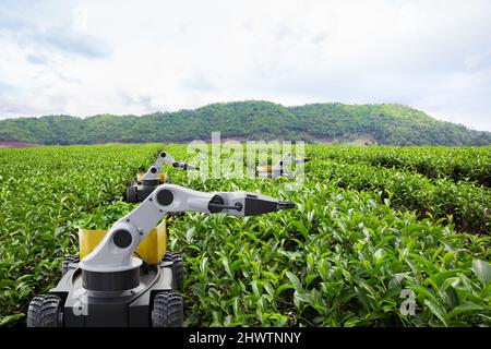 Robot autonomo che raccoglie foglie di tè in campo verde, tecnologia futura 5G con concetto di agricoltura intelligente Foto Stock