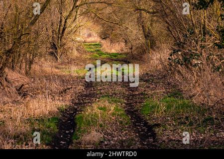 Un sentiero solitario, soleggiato, soleggiato, con molte foglie colorate in un umore autunnale in Germania Foto Stock