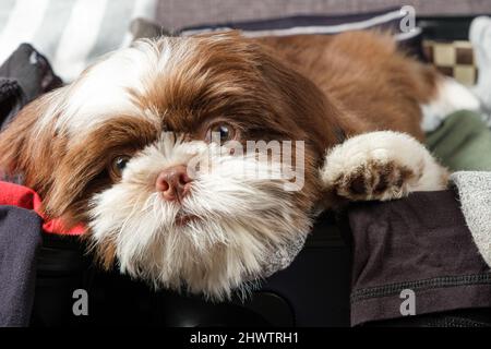 Primo piano di un cucciolo shih tzu adagiato su una valigia aperta. Foto Stock