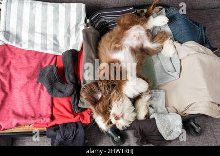 Cucciolo Shih tzu adagiato sul ventre sopra una valigia aperta. Foto Stock