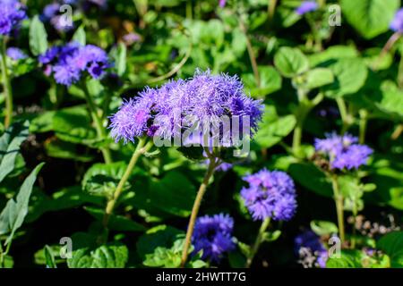 Grande gruppo di fiori blu di Ageratum houstonianum pianta comunemente conosciuta come lossflower, bluemink, blueweed o Pittbrush messicano in un giardino in a s Foto Stock