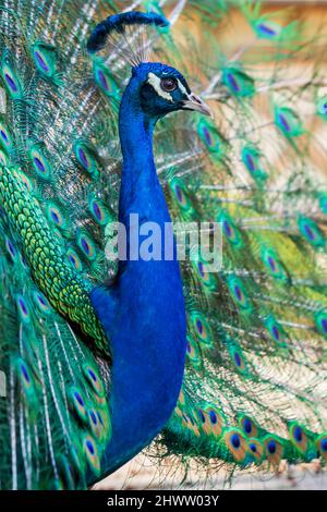 Bellissimo uccello pavone colorato. Il pavone ha una coda distesa. Ci sono occhi colorati sulla coda. Foto Stock