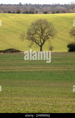 Interessante albero solistico in un paesaggio più ampio, ma intimo Foto Stock