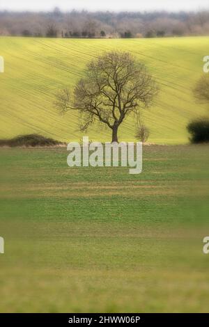 Interessante albero solistico in un paesaggio più ampio, ma intimo Foto Stock