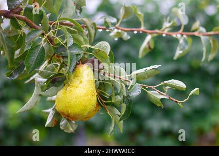 Pera fresca matura su albero in frutteto, dettaglio con gocce d'acqua da pioggia. Foto Stock