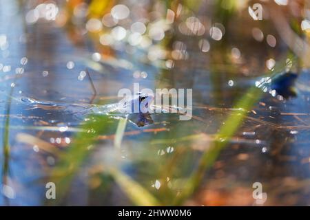 Rana blu - rana Arvalis sulla superficie di una palude. Foto di natura selvaggia Foto Stock