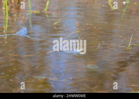 Rana blu - rana Arvalis sulla superficie di una palude. Foto di natura selvaggia Foto Stock