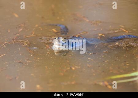 Rana blu - rana Arvalis sulla superficie di una palude. Foto di natura selvaggia Foto Stock