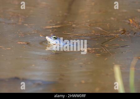 Rana blu - rana Arvalis sulla superficie di una palude. Foto di natura selvaggia Foto Stock