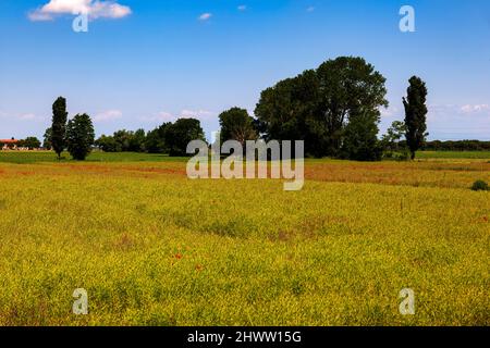 Vista del campo verde e cielo blu in Italia Foto Stock