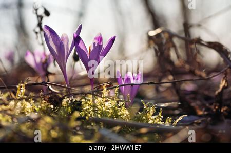 Il sole splende sul viola selvatico e l'iride gialla (colore di Crocus heuffelianus) fiori che crescono nella foresta, muschio intorno Foto Stock