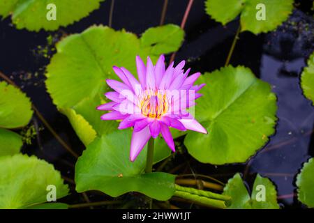 Lilla d'acqua fiore in acqua con foglie verdi. Bellezza nella natura. Un simbolo di purezza ed equilibrio. Foto Stock