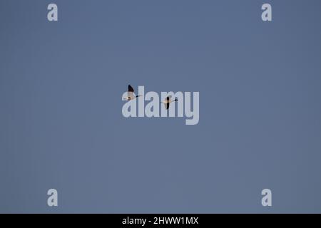 Due oche canadesi (Branta canadensis) che si staglia contro un cielo blu chiaro d'inverno Foto Stock