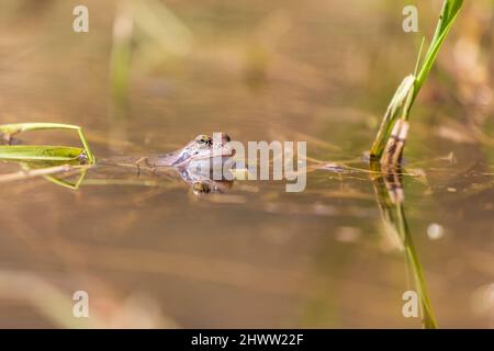 Rana blu - Rana arvalis in acqua al momento dell'accoppiamento. Foto selvaggia dalla natura. La foto ha un bel bokeh. L'immagine di una rana viene riflessa nell'acqua. Foto Stock