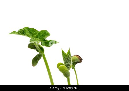 Scatto orizzontale di un grande germoglio che cresce davanti agli altri isolato su bianco con spazio di copia. Foto Stock