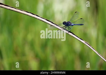 Primo piano di una libellula dopo l'atterraggio. La foto è una vista dall'alto verso il basso, le sue ali sono blu trasparente. L'atterraggio era su una boscaglia accanto ad un fiume. Foto Stock