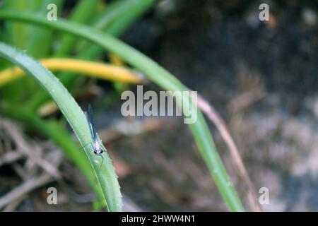 Primo piano di una libellula dopo l'atterraggio. La foto è una vista dall'alto verso il basso, le sue ali sono blu trasparente. L'atterraggio era su una boscaglia accanto ad un fiume. Foto Stock